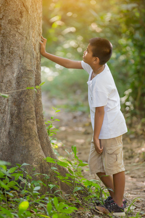 asian boy look at the tree in the forestの写真素材