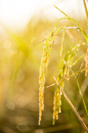 paddy rice in rice field with sun lightの写真素材