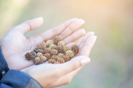 Man holding dry pine cones in his handsの写真素材