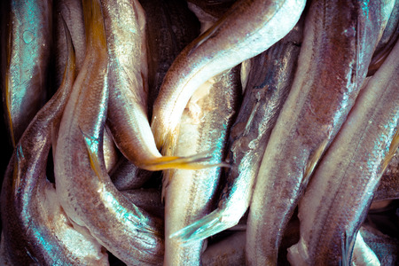 fresh fish in black plate on wooden table