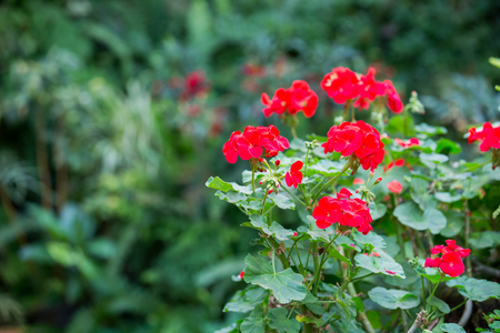 Closeup image of beautiful flowers background