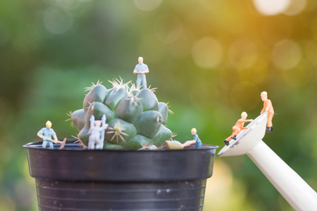 miniature people working in the cactus gardenの写真素材
