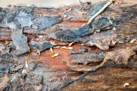 Close up of termites or white antsの写真素材
