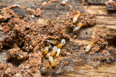 Close up termites or white ants