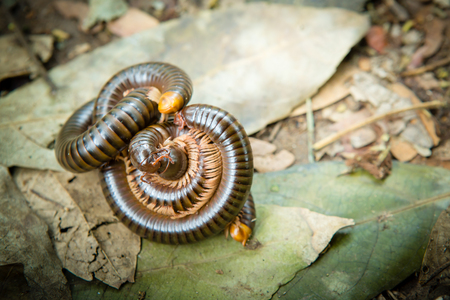 millipede on dry leavesの写真素材
