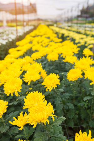 Yellow Chrysanthemum flowers in farmの写真素材