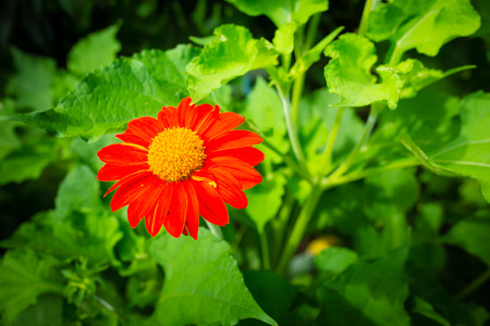 red zinnia on green leavesの写真素材