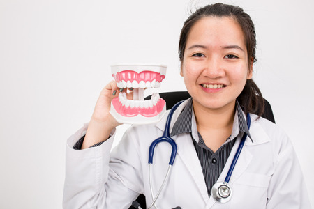 woman dentist smiling while holding teeth modelの写真素材