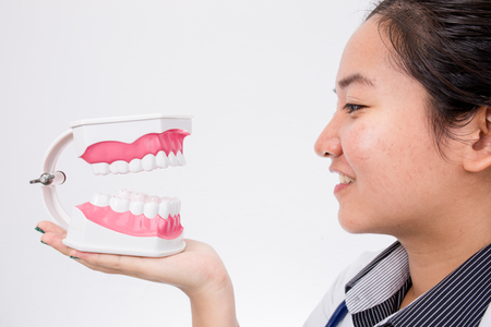woman dentist smiling while holding teeth modelの写真素材
