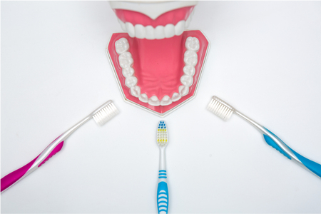 dental model and toothbrush on white background