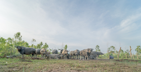 water buffalo,close up,select focusの写真素材