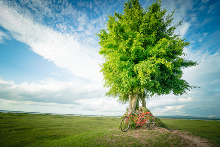 Green tree  and red bicycle resting on it with  blue sky backgroundの写真素材