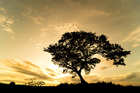 silhouette of lonely tree against sky at sunset