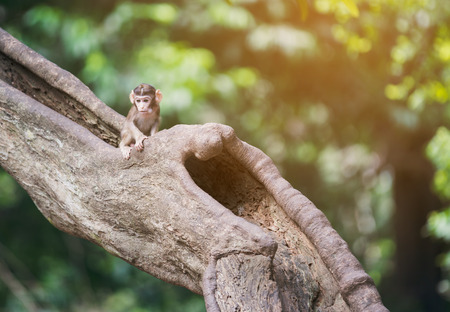 one baby monkey sitting on the treeの写真素材