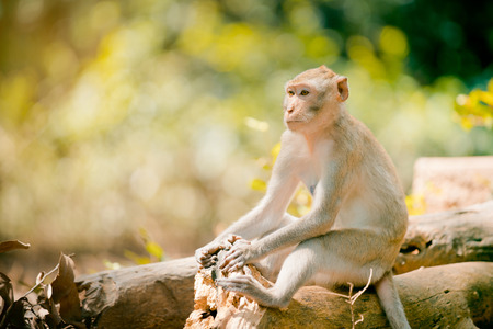 A funny monkey lives in nation park in Thailandの写真素材