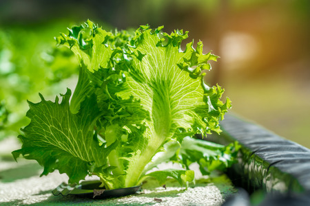 close up green hydroponic organic salad vegetable.の写真素材