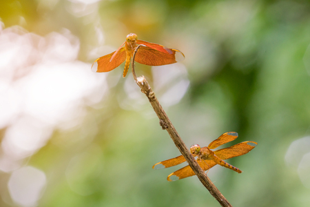 red dragonflyの写真素材