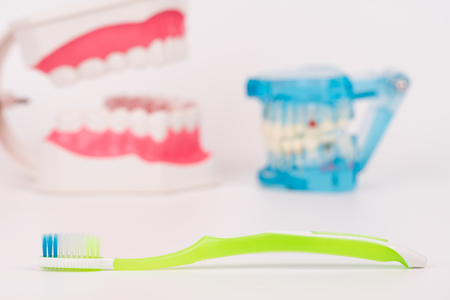 tooth model or dental model with colorful toothbrush