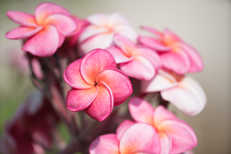 pink Plumeriaの写真素材
