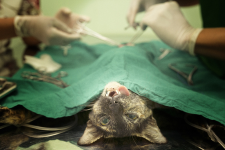 Cat in a veterinary surgeryの写真素材