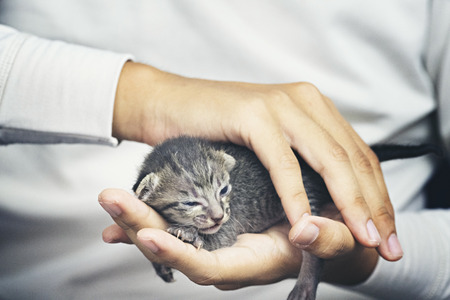 cute little cat in human handsの写真素材