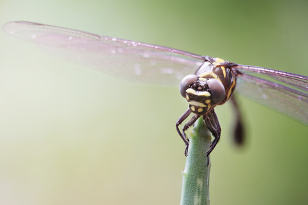 dragonfly resting with nature backgroundの写真素材