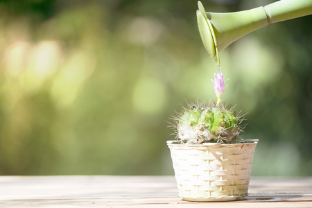 Close up beautiful blooming cactus flower with nature green backgroundの写真素材
