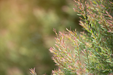 Closeup green and red leaf in garden with sunlightの写真素材
