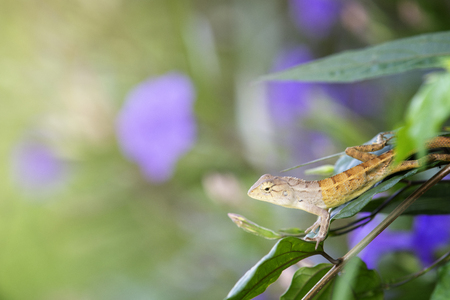 lizard on the treeの写真素材