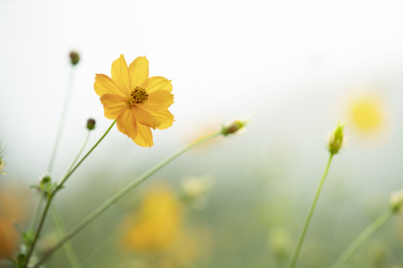 cosmos flower in the gardenの写真素材