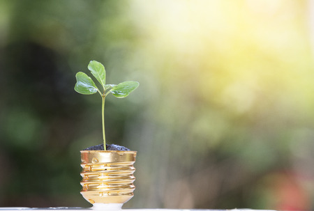 small tree with nature backgroundの写真素材
