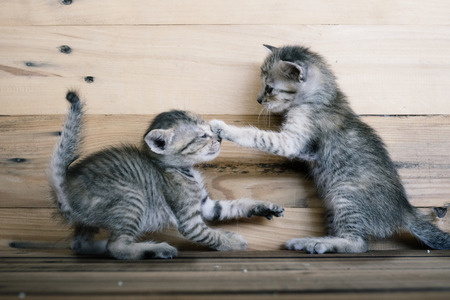 Two kittens playing togetherの写真素材