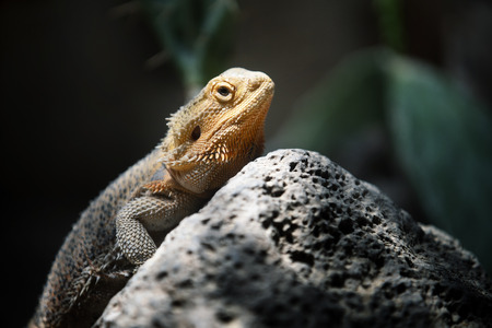 Close up Lizard Iguana,wildlifeの写真素材