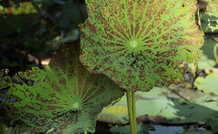texture of green lotus leafの写真素材