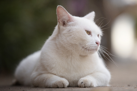 Close up head white catの写真素材