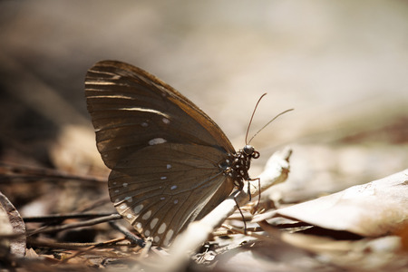 Close up brown butterflyの写真素材