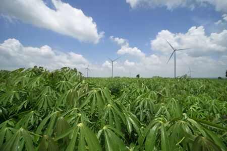 Wind turbine in cassava field with cloud and blue skyの写真素材