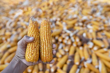 Hand holding dry yellow sweet corn with corn background
