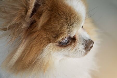 close up head of pomeranian dog cute petsの写真素材