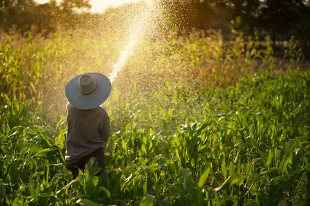 farmer watering plant in gardenの写真素材