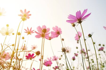 colorful cosmos flowers  on white backgroundの写真素材