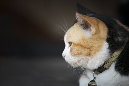 three color thai cat on black backgroundの写真素材