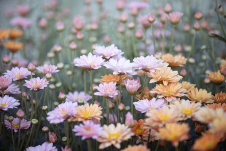 colorful chrysanthemums blooming in gardenの写真素材