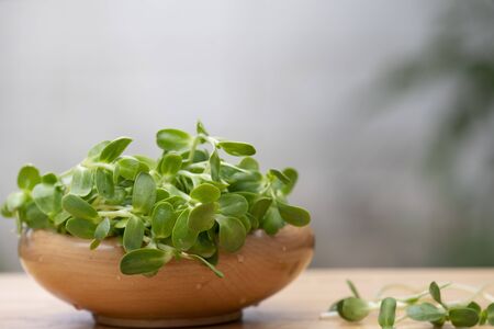 fresh micro green Sunflower sprouts in wooden bowl, organic farm