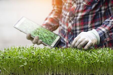 fresh micro green morning glory sprouts with farmer checking quality by tablet ,smart farm concept