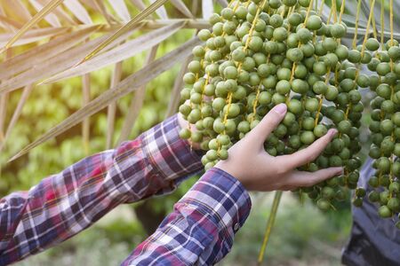 Green Date palm or Phoenix dactylifera with farmer handの写真素材