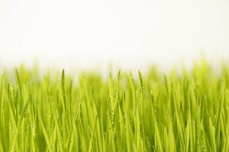 Close up wheatgrass background