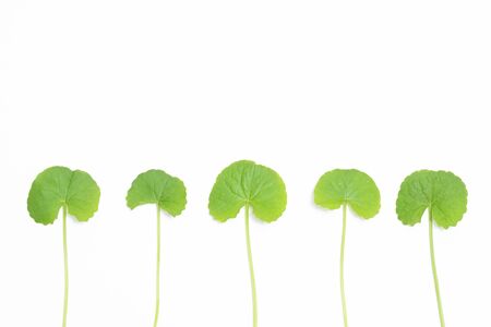 Gotu kola (Centella asiatica) leaves  isolated on white backgroundの写真素材