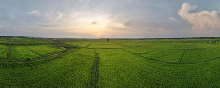 panorama of aerial view or bird eye view of agriculture in rice fields with sunset