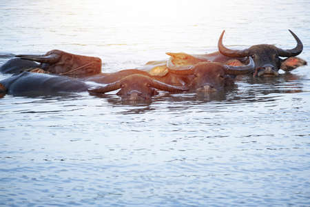 waterbuffalo swiming in reverの写真素材
